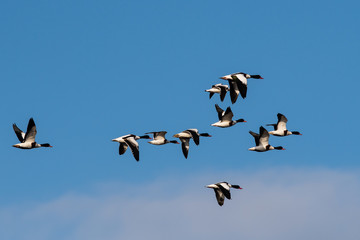 Flock of Common Shelduck ducks in flight in the morning. Their Latin name is Tadorna tadorna.