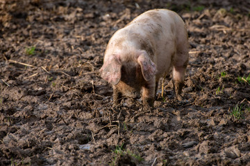 Pig piglet in muddy field looking for food