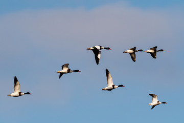 Flock of Common Shelduck ducks in flight in the morning. Their Latin name is Tadorna tadorna.