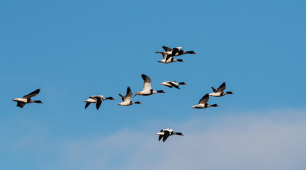 Flock of Common Shelduck ducks in flight in the morning. Their Latin name is Tadorna tadorna.