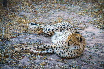 cheetah in kruger national park, mpumalanga, south africa