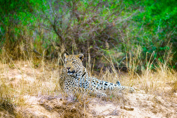leopard in kruger national park, mpumalanga, south africa