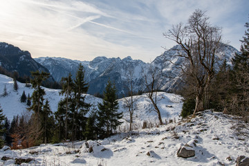 B&auml;ume vor Berg- Panorama, Alpen