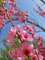 flowers of tree in spring