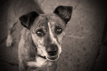cagnolino meticcio in bianco e nero © Stefania