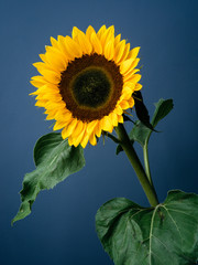 sunflower on blue background
