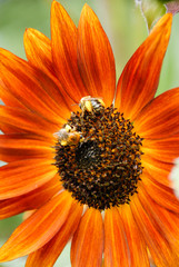 Close up of orange sunflower with bees collecting nectar. Bees pollinating flower. Vertical orientation © Janice Higgins