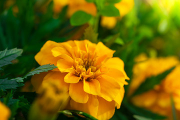 Flowering marigolds close-up