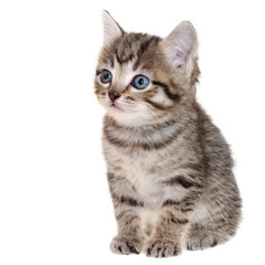 Shorthair brindled kitten sitting isolated