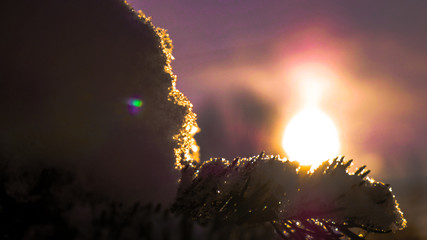 Sunset behind a snowy pine