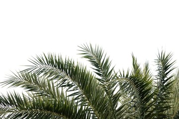 Fototapeta premium Tropical palm leaves with branches on white isolated background for green foliage backdrop 