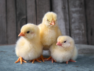 Little chickens are sleeping on a farm on a wooden background.