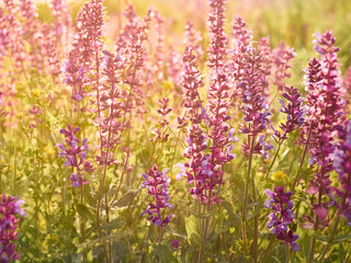 Obraz na płótnie Canvas Beautiful purple sage flowers blooms in the summer meadow.