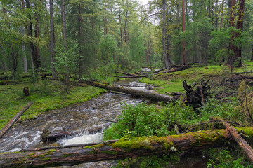 Fototapeta premium Beautiful creek in the Siberian taiga.
