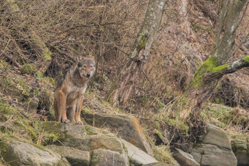 Wild Grey Wolf (Canis lupus) in his natural habitat. Carpathians Mountains. Poland