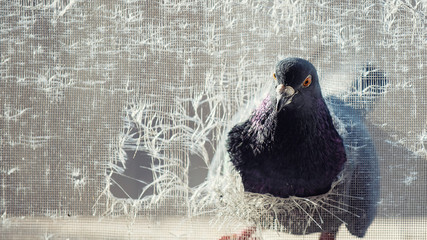 Pigeon peeks into a torn mosquito net. Columba livia