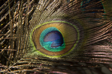 Obraz premium eye of feather