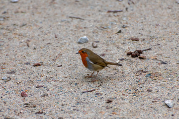 Robin in Winter on a footpath