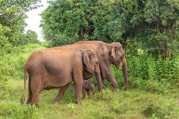 Fototapeta na wymiar Two adult females of the Ceylon elephant with a newborn baby elephant