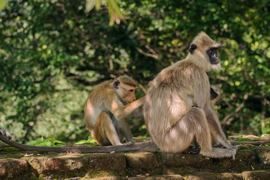 Grooming between toque macaque and tufted gray langur - Powered by Adobe