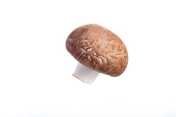 champignon mushroom on a white background for clipping