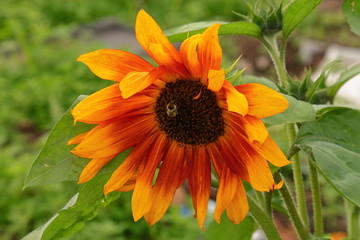 Bumblebee on orange sunflower. Bright yellow-orange flower. Bumblebee collects honey from a flower.