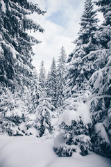 Beautiful winter nature landscape, amazing mountain view. Scenic image of woodland. Frosty day on ski resort. Location Carpathian, Ukraine. Superb winter wallpapers. Explore the beauty of earth