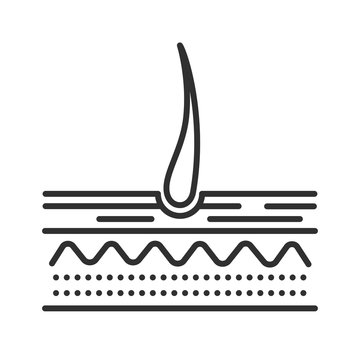 recommend clip art: Structure of the skin line black icon. Hair anatomy and hair follicle. Sign for web page, mobile app, button, logo. Editable stroke