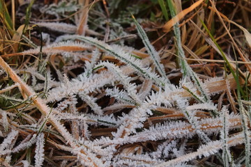 Frost covered the grass. Ice crystals covered the grass. The frost on the leaves of grass. The first snow froze the grass