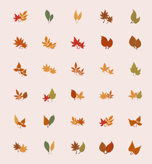 Isolated set of autumn leaves vector design