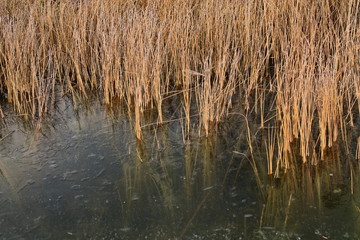 Grass stems are visible through the clear ice on the lake. The grass was frozen into the ice. Transparent first ice on the lake