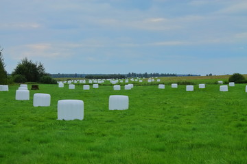 Green mown field with coils of hay in white film. Harvested in the field and collected in a haystack. Coils of hay are like cheese heads scattered across a green field