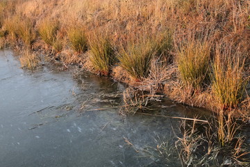 shore of a frozen lake. green grass on the shore of a frozen lake. early winter. Ice on the lake, shore and grass