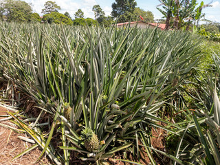 Fototapeta premium Ananasplantage im Norden von Costa Rica auf dem Weg nach Boca Tapada. Die Ananas (Ananas comosus oder Ananas sativus) ist eine Pflanzenart aus der Familie der Bromeliengewächse (Bromeliaceae).