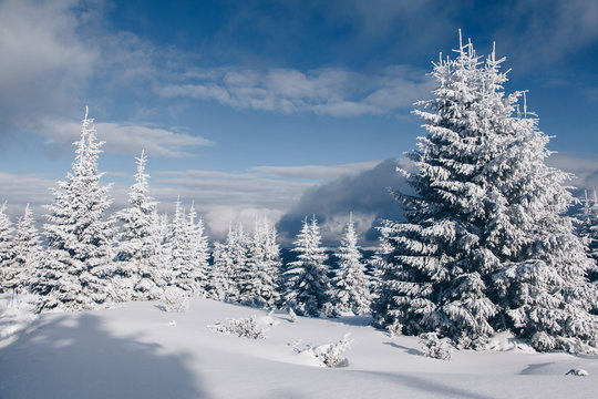 Beautiful winter nature landscape, amazing mountain view. Scenic image of woodland. Frosty day on ski resort. Location Carpathian, Ukraine. Superb winter wallpapers. Explore the beauty of earth