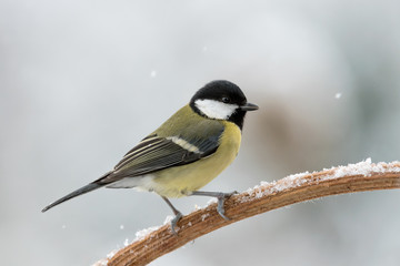 The Great tit under snowfall (Parus major)