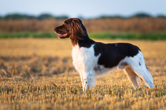 Mnsterlnder Images  Browse 853 Stock Photos, Vectors, and Video | Adobe  Stock