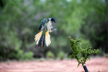 Greenjay landing