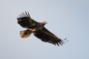 Seeadler im Flug