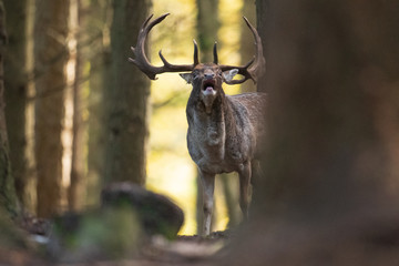 Damhirsch rufend / röhrend bei der Brunft