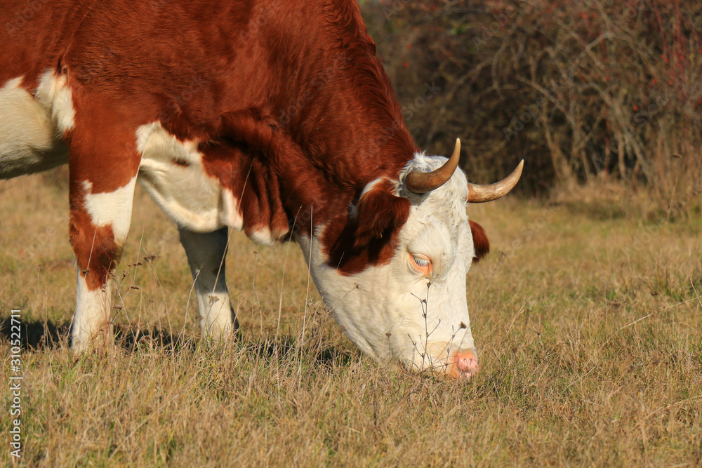 Poster cows on the farm field.