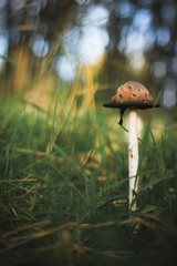 Close up of a mushroom on a forest ground