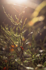 autumn leaves in the sun