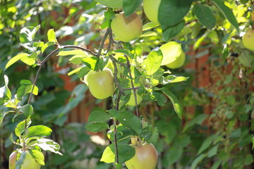 Green apples in the garden