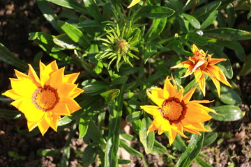 gazania yellow in the garden