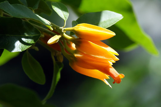 JUANULLOA MEXICANA  (DON-JUAN-PFLANZE)