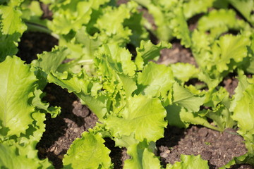 green salad leaves close up