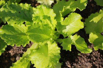 Fototapeta premium green salad leaves close up