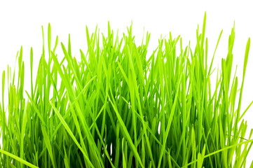 Christmas wheat, grass isolated on white background.
