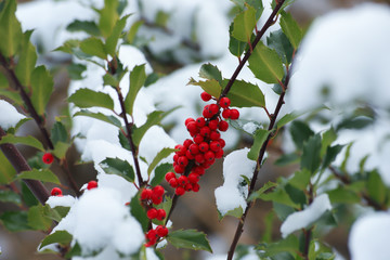 Red Holly Berries and Leaves in the Snow